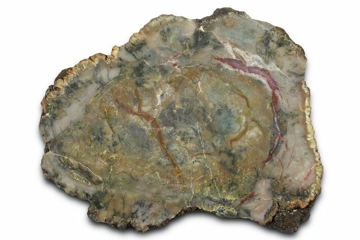 Dinosaur Coprolite Nodule Slice - Utah #372748